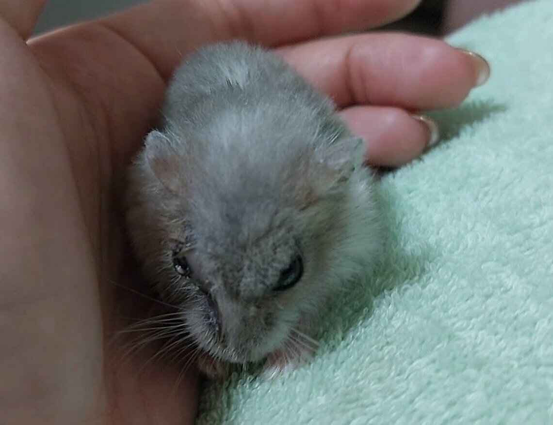 VideoCapture_20250314-184749 VideoCapture_20250314-184749