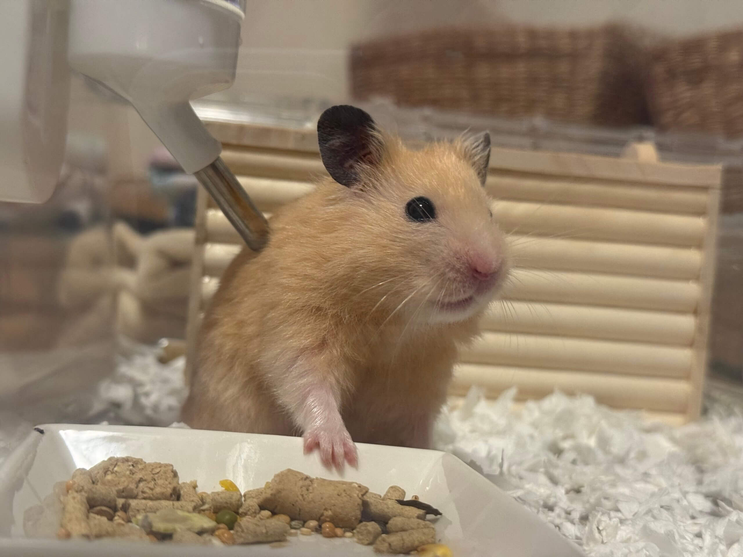 トトくん トトくん